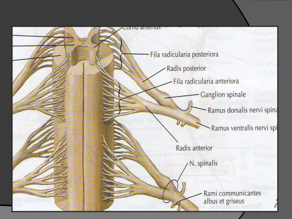 Спинной нервный ганглий. Radix spinalis anterior. Спинномозговые нервы. Сплетения / Spinal nerves. Plexuses. Спинальные нервы анатомия. Спинной нерв латынь.