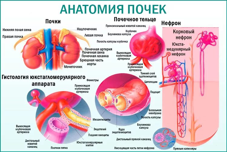 Почки дают температуру. Почки анатомия. Воспалительные заболевания почек.