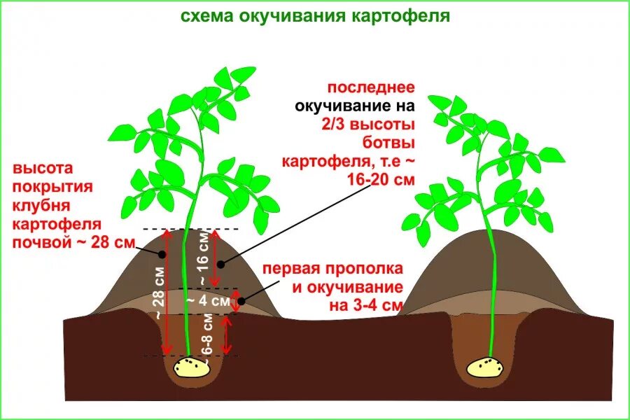 Почва для посадки картофеля весной. Правильное окучивание картофеля. Окучивание картофеля схема. Схема окучивания картошки. Схема выращивания картофеля.