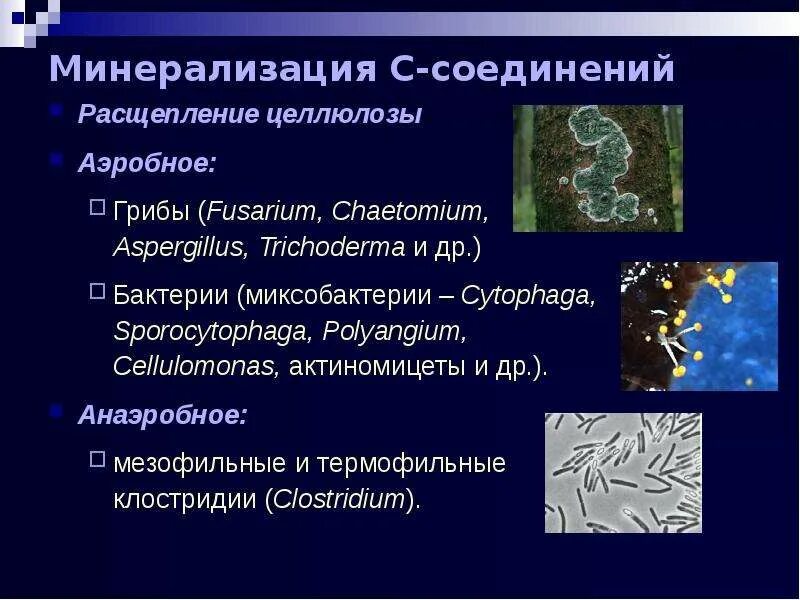 Мезофильные анаэробные микроорганизмы. Бактерии расщепляющие целлюлозу. Мезофильные анаэробные микроорганизмы. Мезофильные анаэробные микроорганизмы. Мезофилы это микробиология.