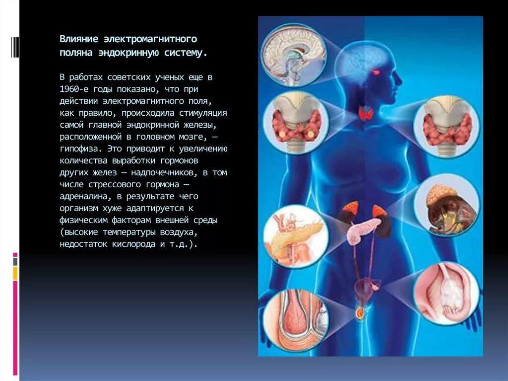 Электромагнитное поле живого организма. Влияние электромагнитного излучения. Влияние ЭМП на эндокринную систему. Влияние электромагнитного поля на иммунную систему. Влияние излучения на иммунную систему.