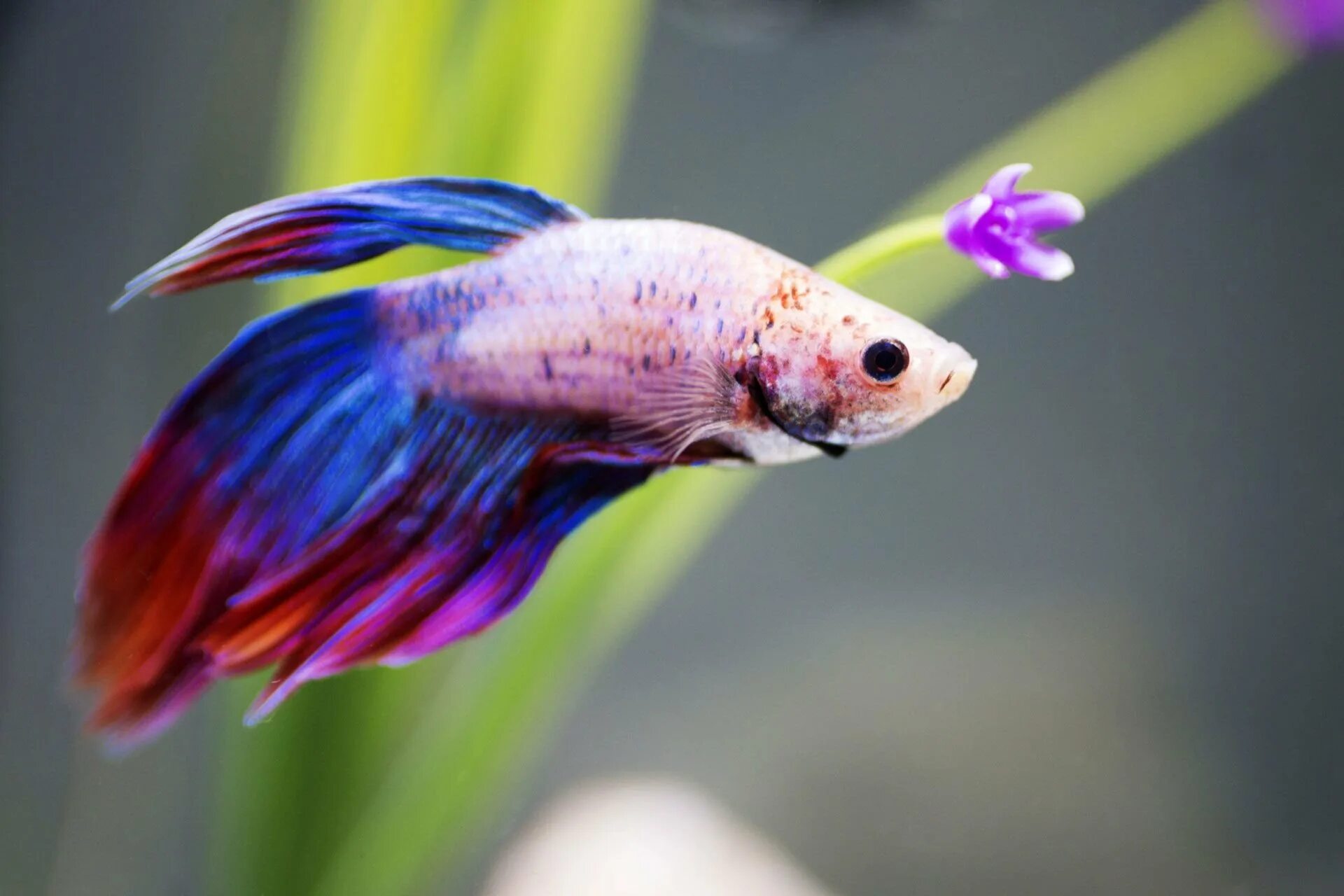 Самые живучие аквариумные рыбки. Blue betta fish. красивые маленькие аквариумные рыбки. самые красивые маленькие рыбки. самые красивые домашние рыбы.