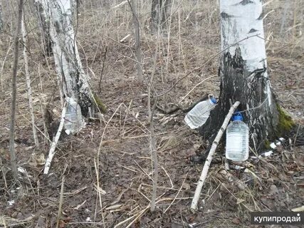 Литр березового сока