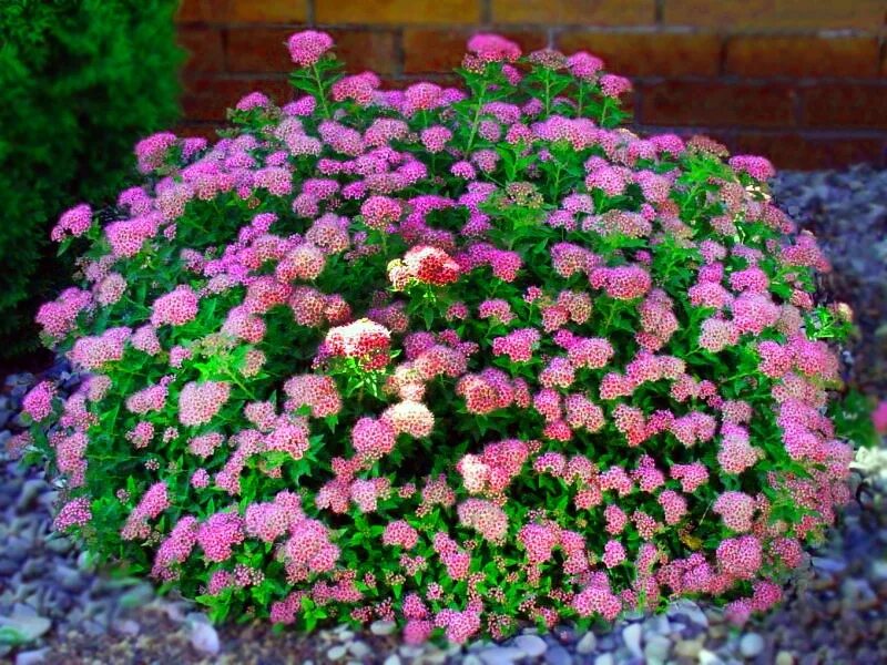 Спирея японская little Princess. Спирея японская (Spiraea japonica). Спирея японская little Princess (Spiraea japonica 'little Princess'). Спирея японская Руберима.