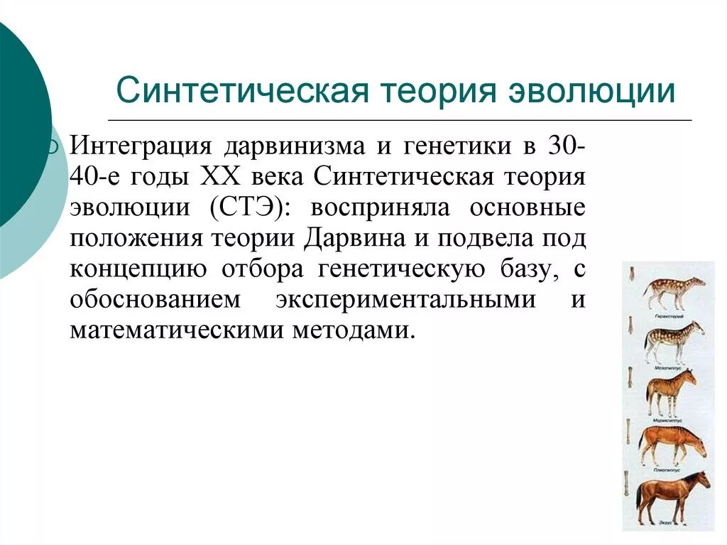 Семинар современные проблемы теории эволюции. Основные положения Дарвина и синтетической теории эволюции. СТЭ теория эволюции основные положения. Основные задачи синтетическая теория эволюции:. Современная синтетическая теория эволюции основоположниками.