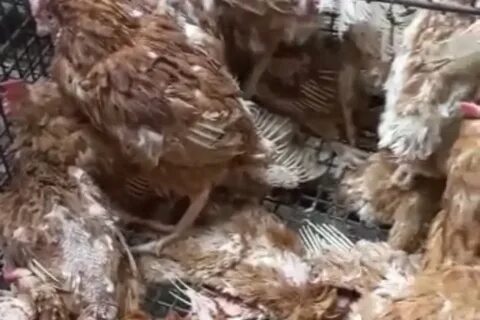 Птицефабрика степная