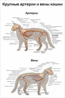 Кошка вен