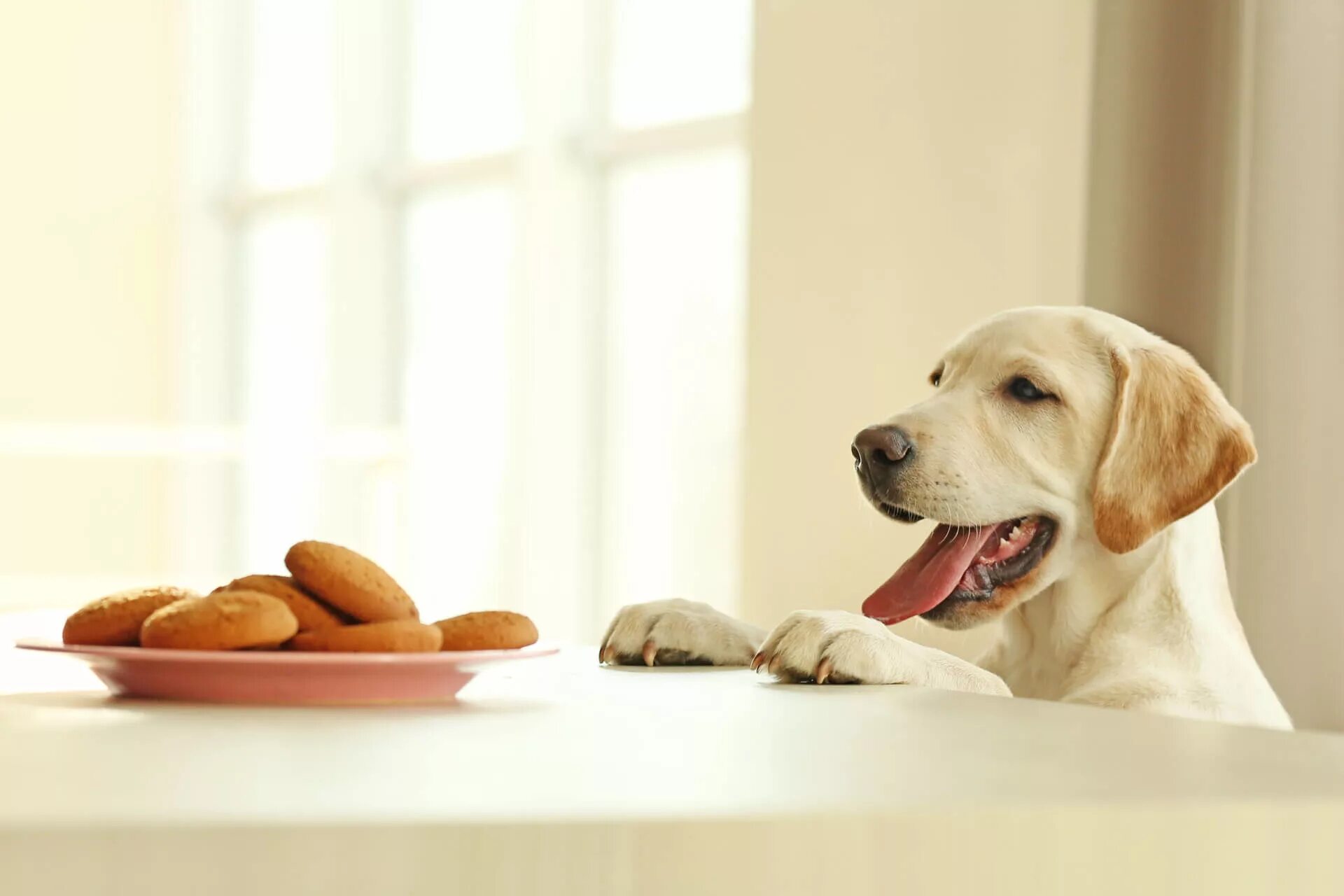 Лабрадоры и обед человека. Собака ест хлеб. Собака и печенья вечер. Dog on the Table. Можно ли собаке давать хлеб