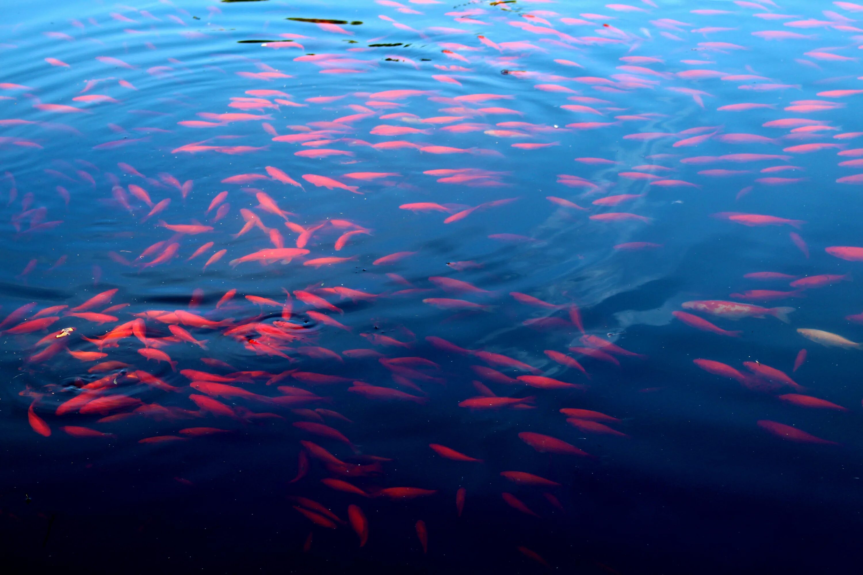 Рыба в воде. Рыбки в озере. Стая рыб. Красная рыба.