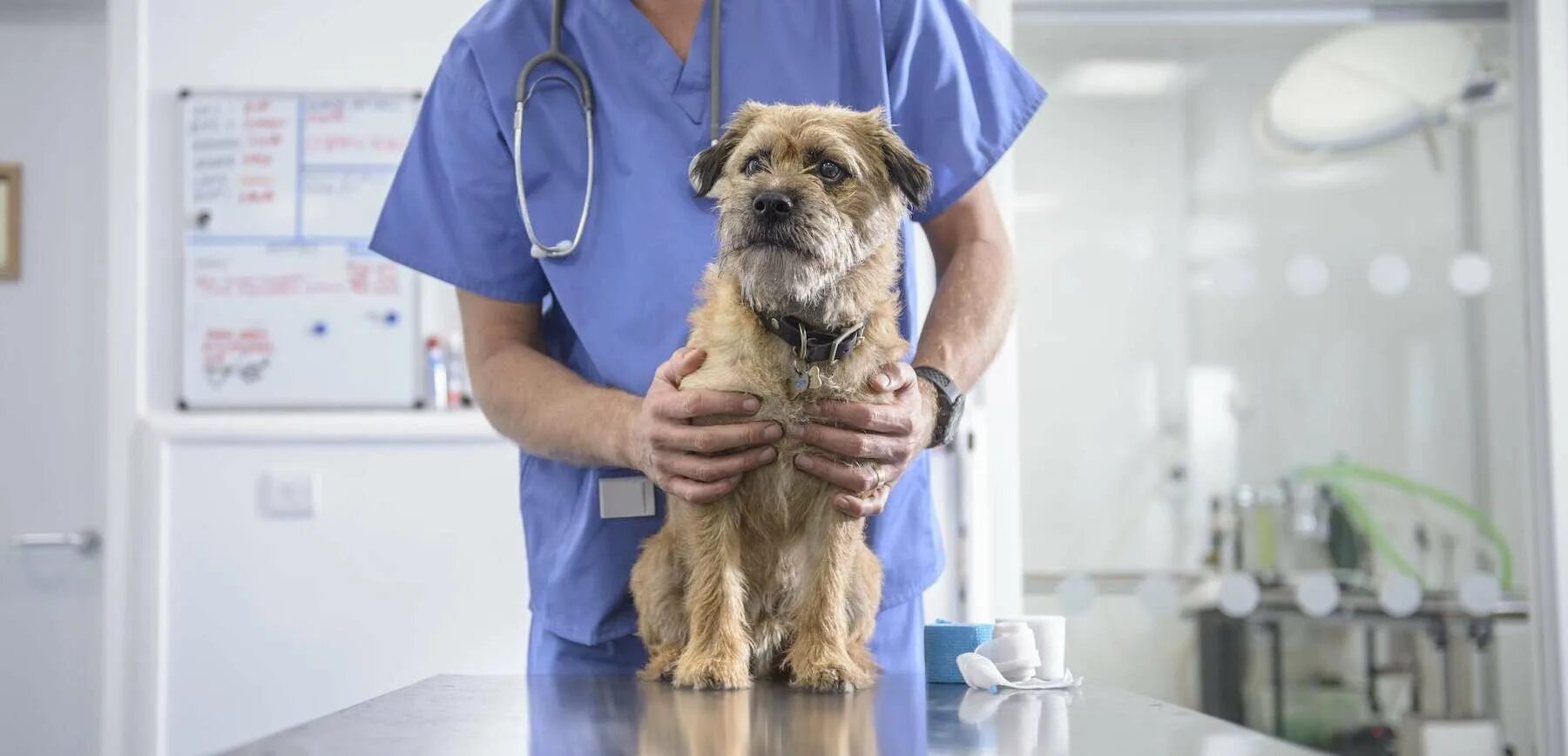 Биоконтроль ветеринарная клиника. Шубин александр ветеринар. Руководитель ветеринарной клиники. Ветеринарная клиника чехов веттайм. Митин владимир владимирович биоконтроль.