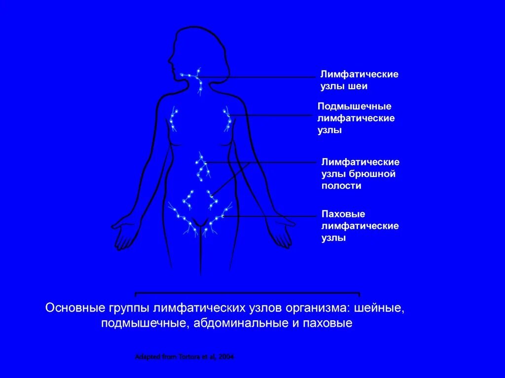 Паховые лимфатические узлы. Поверхностные паховые лимфатические узлы. Паховые лимфатические узлы у женщин. Паховые лимфатические узлы характеристика. Паховый лимфоузел у женщин где