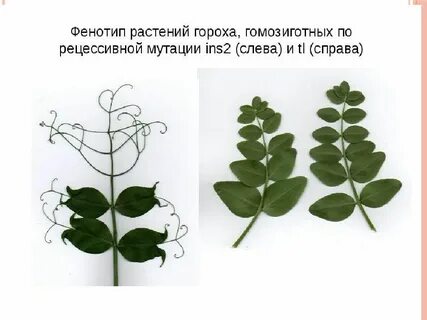 Листорасположение денежного дерева