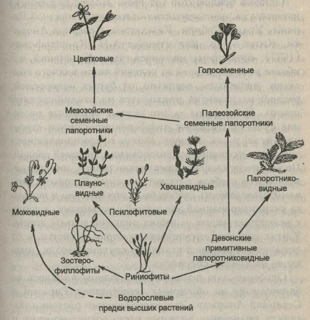 Появления основных групп растений на земле. Эволюция растений схема. Схема происхождения высших растений. Происхождение и Эволюция высших растений схема. Схема происхождения высших растений 5.