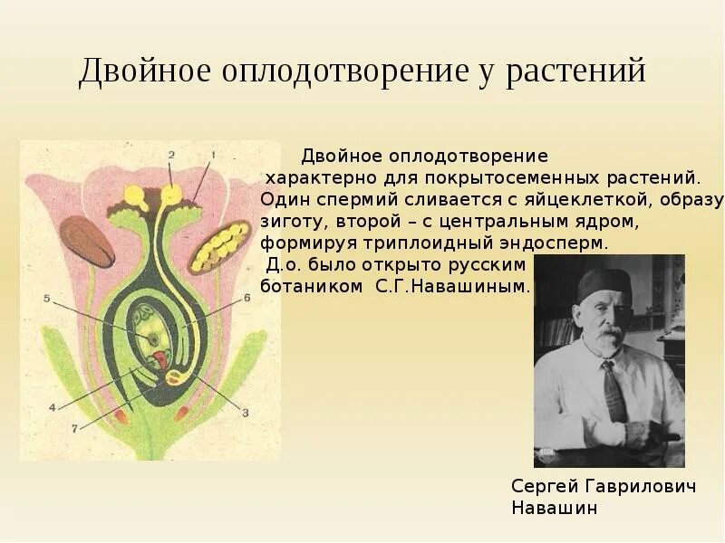 Признаки двойного оплодотворения. Двойное оплодотворение 6 класс биология. Двойное оплодотворение у цветковых растений открыл. Двойным оплодотворением у цветковых растений называют. Схема двойного оплодотворения у цветковых растений.