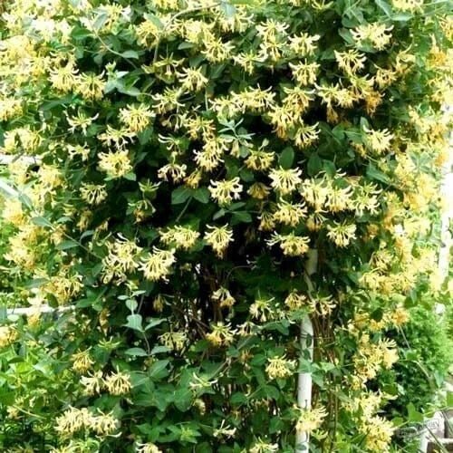 Vildkaprifol 60-80cm GTG24035  Back gardens, Garden plants, Garden a