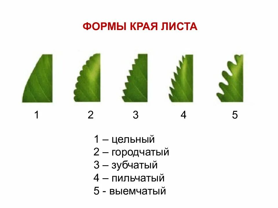 Насколько листья. Зубчатый и пильчатый край листа. Форма края листовой пластинки. Пильчатый край листовой пластинки. Форма краев листовой пластинки.