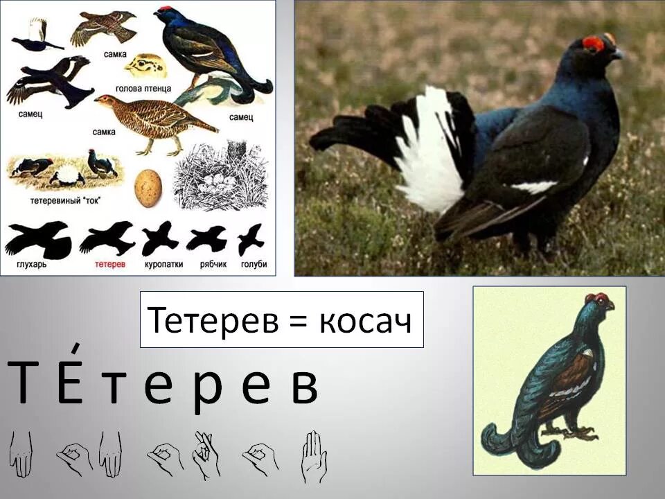 Самец тетерев сканворд. Тетерев глухарь косач отличия. глухарь самка и самец. тетерев самка и самец.