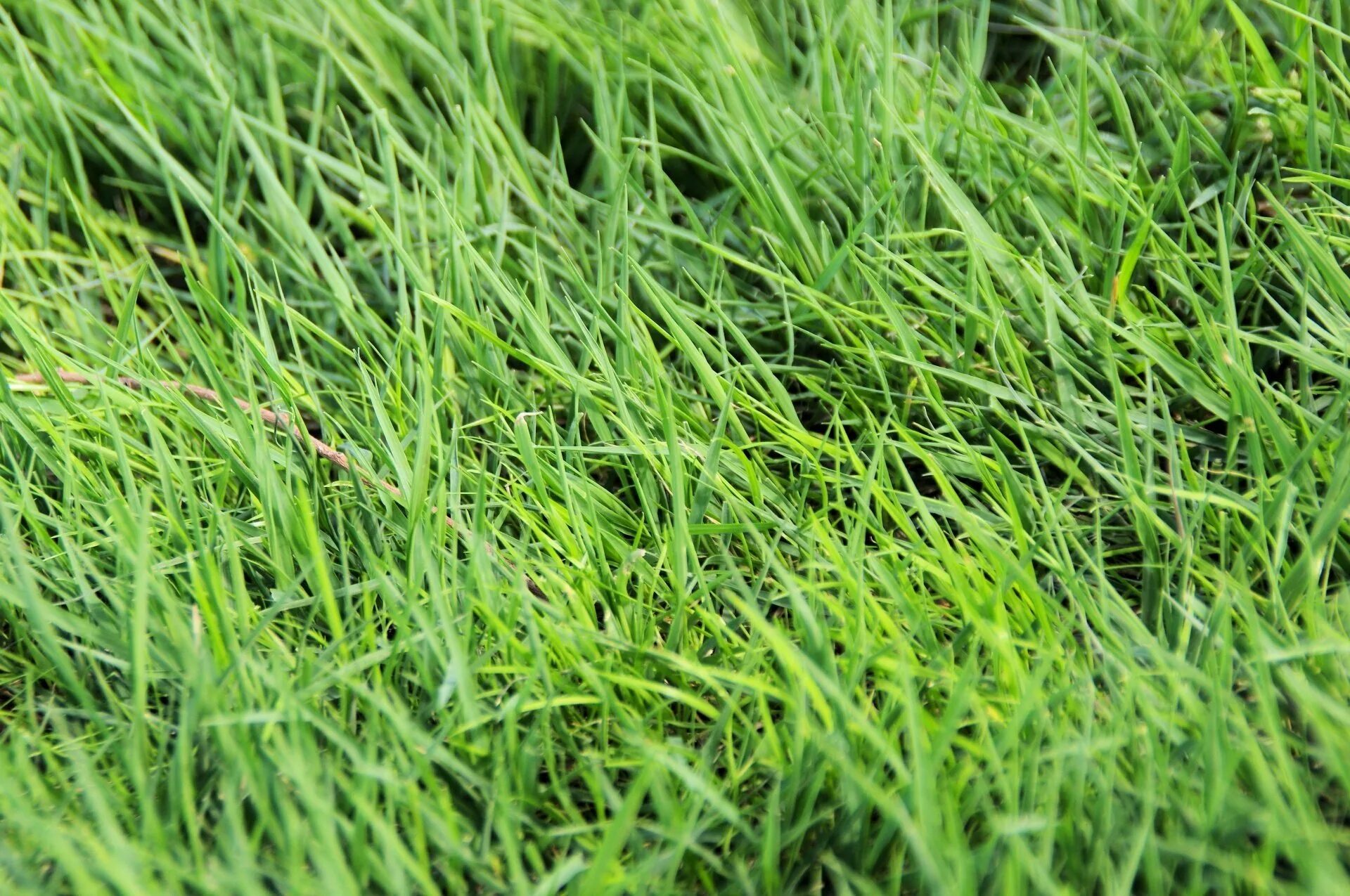Трава зелена вопрос. Зеленая трава. Трава фон. Текстура травы. Зеленая трава фон.
