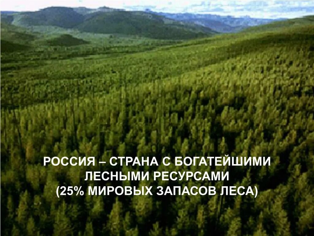 Лесные ресурсы России. Богатство России природными ресурсами. Природные богатства России. Богатые Лесные ресурсы России. Богатый природный потенциал