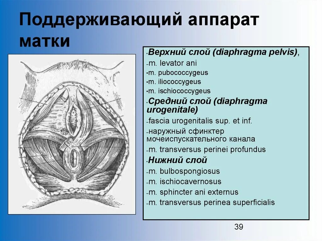 Какие связки матки. Фиксирующий аппарат матки связки. Подвешивающий фиксирующий поддерживающий аппарат матки. Связочный аппарат матки анатомия. Поддерживающий аппарат внутренних половых органов.