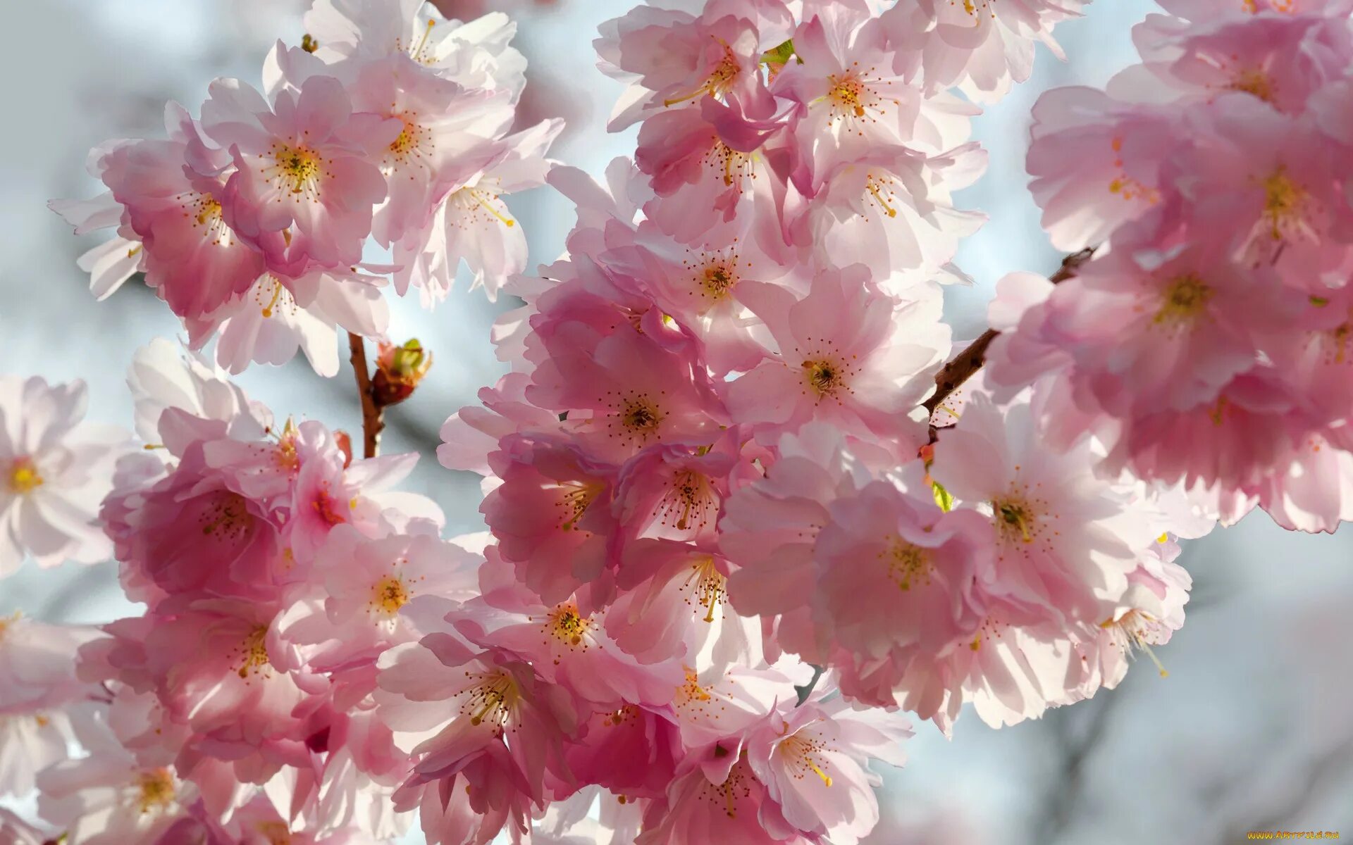 Tender blossom. Цветущая Сакура. Цветение вишни. Цветущая яблоня розовая. Розовые цветы яблони.