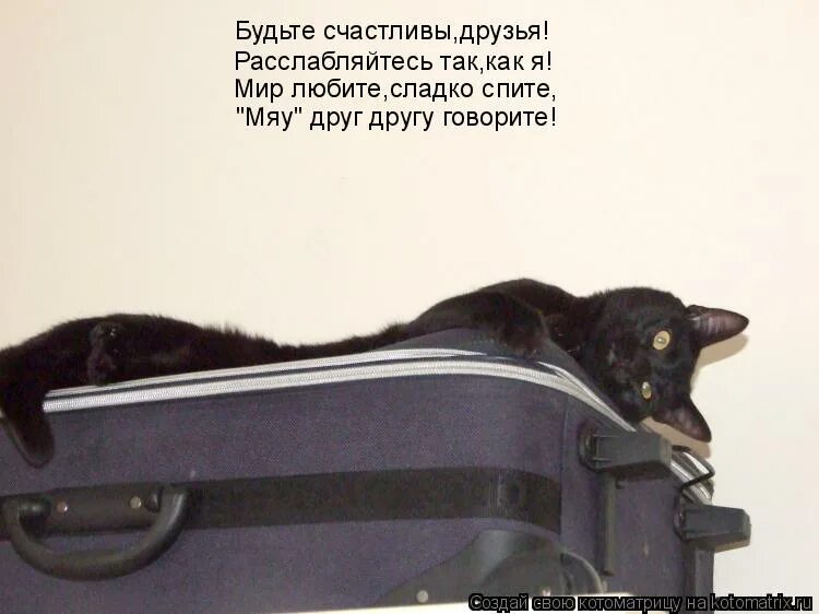 люди отдыхают на природе. футболка с надписью релакс. парни отдыхают вечером. расслабься друг. кот релаксирует.