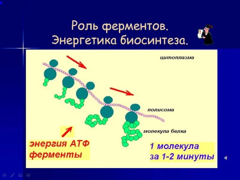 Биосинтез белка и углеводов. Ферменты биосинтеза белка. биосинтез ферментов. роль ферментов энергетика биосинтеза. роль ферментов в биосинтезе белка.