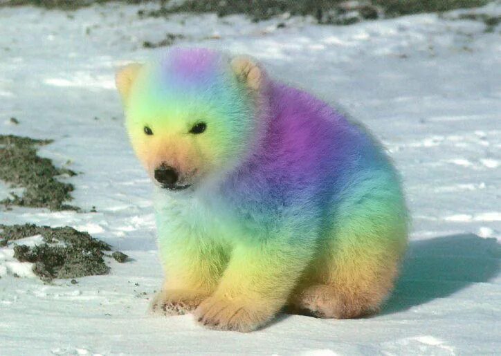 Rainbow animals. Разноцветные мишки. Разноцветные медвежата. Радужный медведь. Радужный зверек.