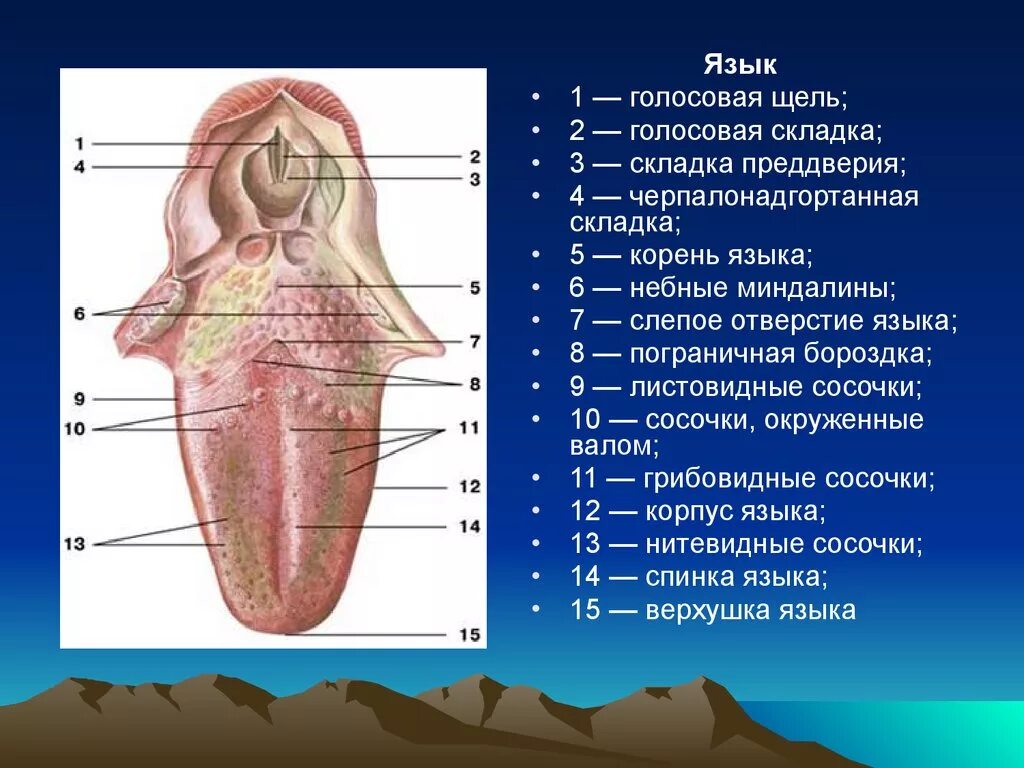 Части языка. Строение языка человека сбоку. Строение языка человека снизу. Строение языка снизу схема.