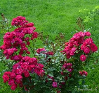 Passion rose