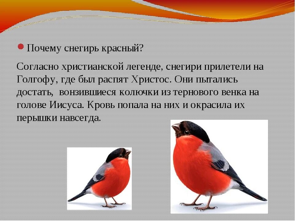 Снегирь птица поведение. Почему у снегиря грудка красная. Снегирь для детей. Легенда о Снегире. Отчего у снегиря грудка красная.