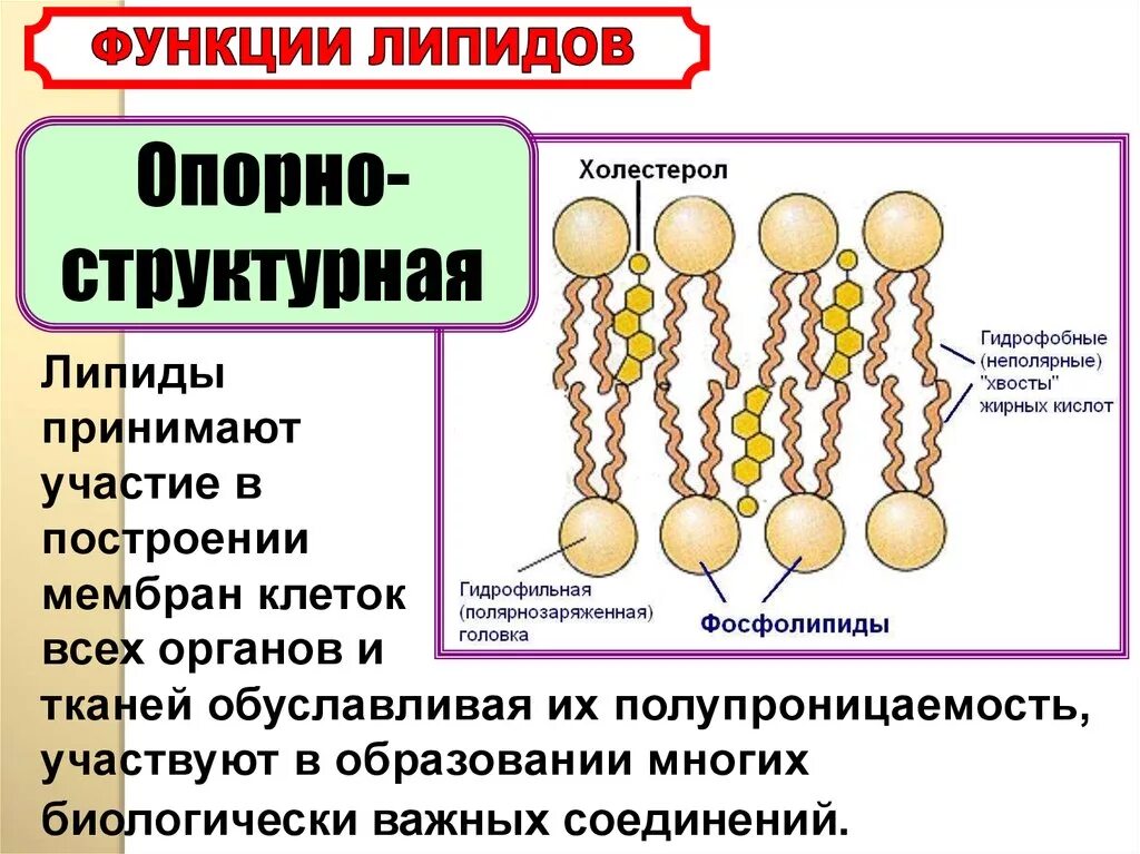 Основные липиды тканей человека. Структура строения липидов. Фосфолипиды мембран клеток структура. Строение мембраны клетки . Липиды. Липиды: классы, структура, функции.