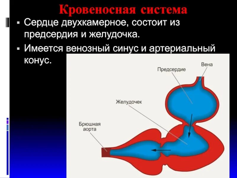 Сердце рыб состоит из камер. Двухкамерное сердце. Двухкамерное сердце у рыб. Сердце рыб двухкамерное состоит. Двухкамерное сердце, состоящее из желудочка и предсердия.