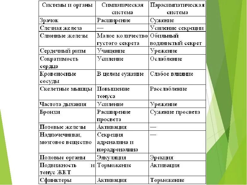 Эффекты симпатической нервной системы. Таблица органы симпатическая и парасимпатическая нервная система. орган симпатическая система парасимпатическая система таблица. влияние на органы симпатической и парасимпатической нервной системы. влияние симпатической нервной системы на органы.