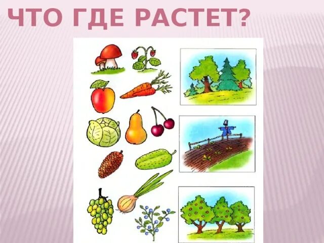 Картинка где растет