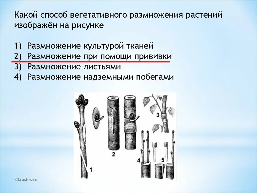 Как называется способ вегетативного размножения. Способы вегетативного размножения растений. Методы прививок растений. Способ вегетативного размножения прививкой. Способы вегетативного размножения культура тканей.