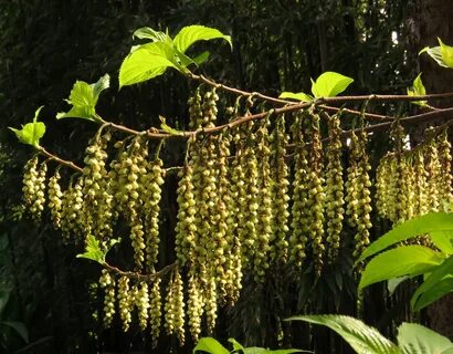 Plants talk