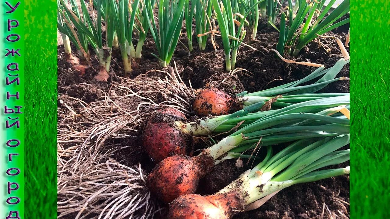 Лук севок на зелень. Лук огородный. Урожайный огород лук. Урожайный огород с татьяной щедриной. Лук в огороде напоминает пальму.