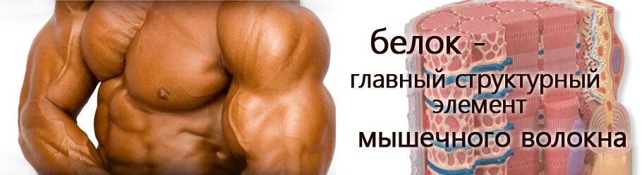 Белки рост мышц. Белковые мышцы. Белки для роста мышц. Строительный материал для мышц. Уколы для наращивания мышц.