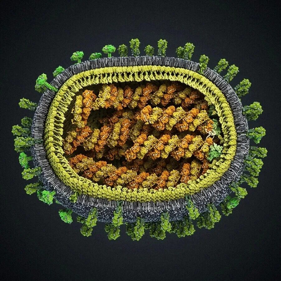 Virus. Коронавирус Вирион. Модель вируса гриппа h1n1. Вибрион ПВИРУСА гриппа.