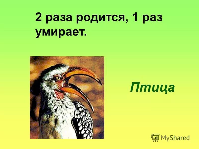 Кто два раза родится в первый раз гладкий во второй мягкий. Два раза родится один раз умирает. Два раза родится один раз умирает. Два раза родится один раз умирает. И в горе и в радости продолжение фразы.