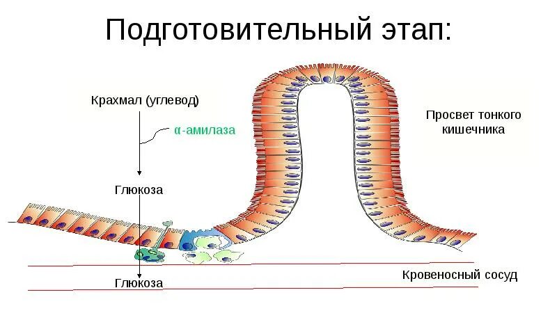 Подготовительный этап энергетического обмена. Этапы диссимиляции. Иллюстрация подготовительного этапа энергетического обмена. Конспект подготовительного этапа