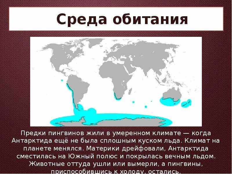 Среда обитания пингвинов. Где живёт Пингвин?. Ареал обитания пингвинов. Зона обитания пингвинов. Где обитает пингвин материк