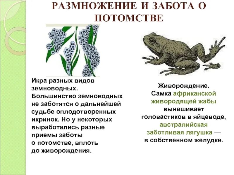 Размножение земноводных 7 кратко. Размножение амфибий. Забота о потомстве у земноводных. Метаморфоз земноводных.