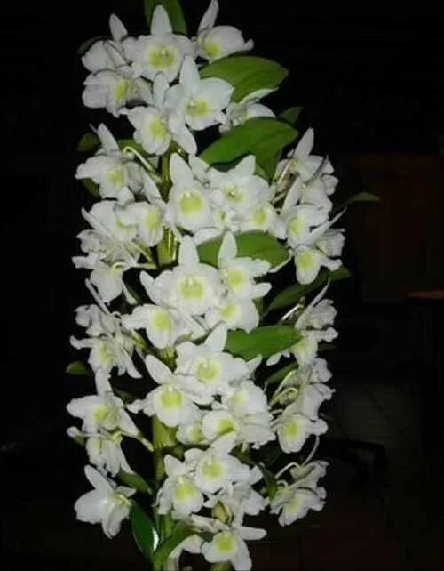 Pin de Euphrosyne Harvest em HP - romance em 2023 Orquídeas, Arranjos de flores,