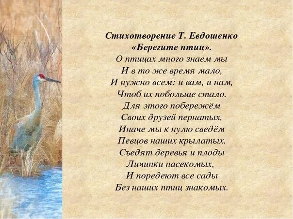 Т Евдошенко берегите птиц. Стихи про птиц. Стих про птичку. Красивые стихи про птиц.