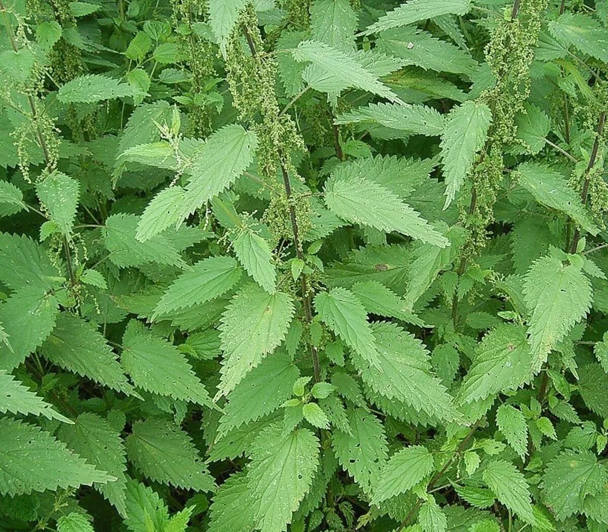 Маленькая крапива. Крапива (Urtica dioica). Крапива двудомная (Urtica dioica). Крапива двудомная (Urtica dioica l.). Крапива двудомная (Urtíca dióica).