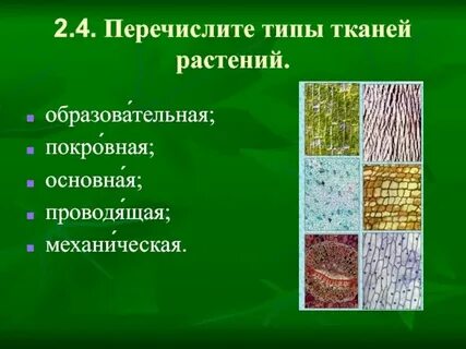 Какие виды растительных тканей выделяют