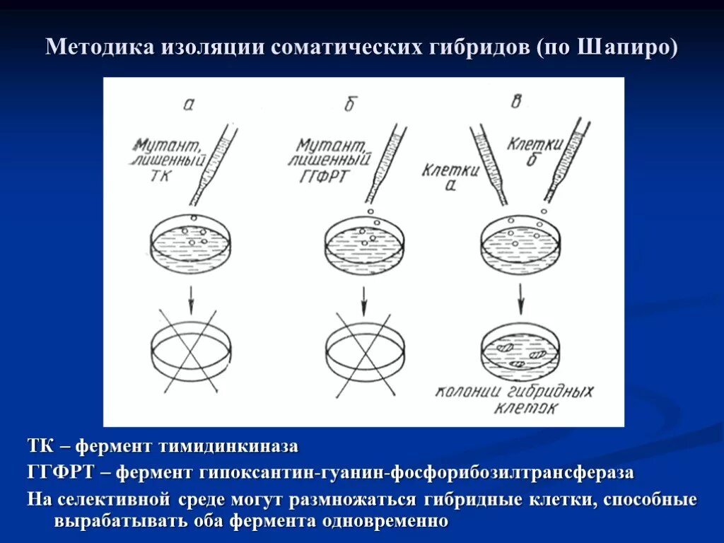 Биотехнология гибридизация. Гибриды соматических клеток. Гибридизация соматических клеток. Исследование соматические клетк. Метод гибридов соматических клеток.