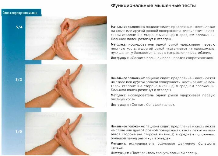 определение силы мышц сгибателей кисти. показатели динамометрии кисти. разгибание кисти в лучезапястном суставе. мышцы предплечья сгибающие кисть. лучезапястный сустав тыльное сгибание.